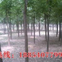 供應國槐、白蠟、法桐、紫葉李