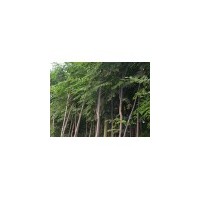 常年欒樹供應(yīng)