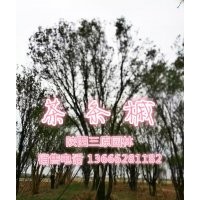 供應苗圃熟貨茶條槭