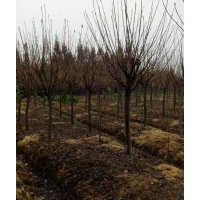 四川崇州櫻花基地哪家質量好 價格便宜