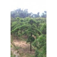 福建羅漢松基地，泉州羅漢松價格，福州羅漢松行情，漳州羅漢松苗