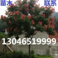 10公分大葉女貞價格，江蘇鹽城10公分大葉女貞價格
