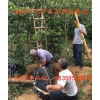 供應福建假植羅漢松 供應福建移植羅漢松 供應泉州移植羅漢松