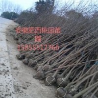 烏桕，安徽烏桕，烏桕價(jià)格，烏桕求購(gòu)，