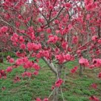 紅葉碧桃，安徽紅葉碧桃，紅葉碧桃價(jià)格，紅葉桃價(jià)格