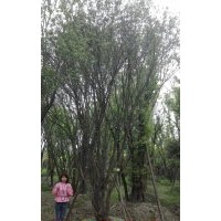 成都精品茶條槭專業戶批發基地