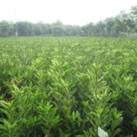 供應法國冬青，黃花菜，塔柏，黃楊，冬青，金葉女貞