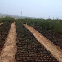 供應各種規格木麻黃、千頭木麻黃、相思、馬占相思等袋裝苗木