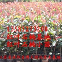 紅葉石楠價格報價/江蘇產地紅葉石楠價格報價