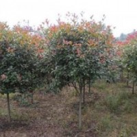 供應高桿紅葉石楠1000株
