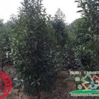 供應法國冬青，法國冬青價格，法國冬青基地，河南法國冬青，潢川