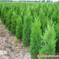 山西哪里有蜀檜、側柏