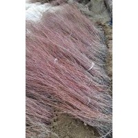 新疆楊，紅柳，沙棘，沙棗苗，胡楊，國(guó)槐，黑枸杞