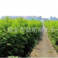 大量出售優質落羽杉
