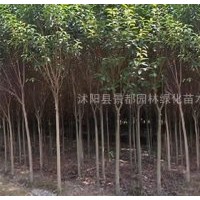 高桿女貞小苗、櫻花小苗、紫荊、紫薇、廣玉蘭