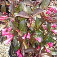 紅王子錦帶,沙地柏、扶芳藤、紅花繼木、石楠球、火棘球