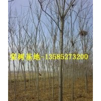 欒樹低價(jià)供應(yīng)：最新欒樹價(jià)格、最新欒樹圖片、欒樹基地