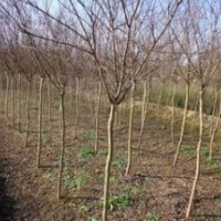 供應2公分3公分紫薇價格 紫薇產地