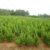 大量供應：龍柏,蜀檜,扶芳藤,衛矛,檜柏,紅葉小檗
