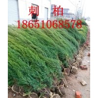 刺柏批發，刺柏價格，刺柏種植基地，賣刺柏