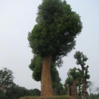 專供65公分大移栽湖南香樟樹，精品香樟樹，精品香樟基地