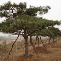 供應(yīng)法桐，黑松，銀杏等園林景觀樹
