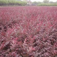 紅繼木0.65元，杜鵑0.55元，龜甲冬青0.45元
