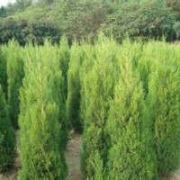2015年供應蜀檜高2至3米，2米10元