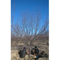 正宗的八棱海棠產地在哪里