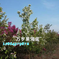 萬歲果海棠你知道嗎？