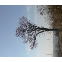 雪松。銀杏。黑松各種規格