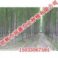 邢臺速生柳【邯鄲潤德農業】速生柳價格