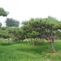 供應(yīng)泰山景觀松，園林綠化觀賞苗木