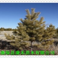 批發春季綠化用 四年生杯栽樟子松樹苗 株高90-130公分