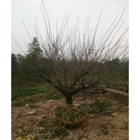 大量供應各種規格烏桕,樸樹,紅梅