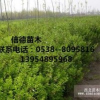 大量供應(yīng)冬青樹苗