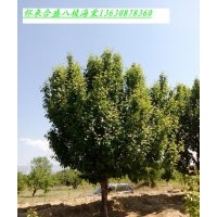供應18公分八棱海棠樹