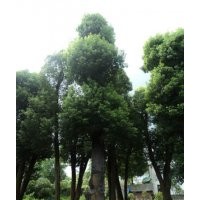 供應48公分-49公分-51公分香樟樹，5棵起挖