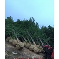 鑫苑銀杏--暢銷全國