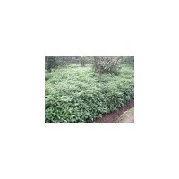 大量供應(yīng)2-4公分香樟/批發(fā)2公分香樟