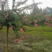 紫薇、紫荊、紅葉石楠、紅王子錦帶、火棘、海棠、海桐