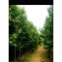 多規格滇潤楠，粗壯潤楠，山玉蘭，毛果含笑，樸數，楨楠