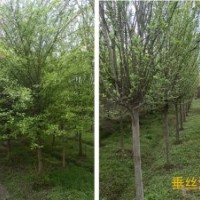 成都垂絲海棠，熟貨海棠，海棠基地