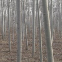 毛白楊、 國槐、法桐、椿樹、榆樹、合歡、五角楓、泡桐
