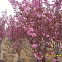紅葉櫻花、櫻花、美國紅葉櫻花、彩葉苗木、小苗、萊州