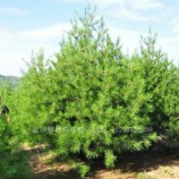 陜西藍田3米白皮松