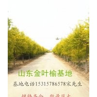 山東金葉榆供應 德州金葉榆 聊城金葉榆