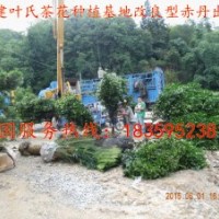 福建茶花 供應福建茶花 福建茶花供應 福建茶花供應價格