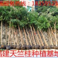 8公分天竺桂 供應8公分天竺桂 8公分天竺桂供應 8公分天竺桂價格