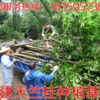 7公分天竺桂 供應7公分天竺桂 7公分天竺桂供應 7公分天竺桂價格